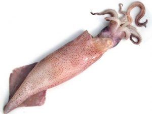 totano
