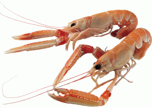scampi interi surgelati